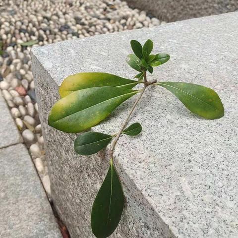 无论是街道的小巷，还是绿荫环绕的小道，只要你愿意走出去，用自己的内心去感受大自然的美好，你就是一个懂字。