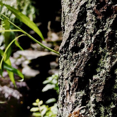 长在树上的青苔，细腻，青绿，小小的生命生长在阴暗的、潮湿的树干上、路旁，房屋少阳光的地方。