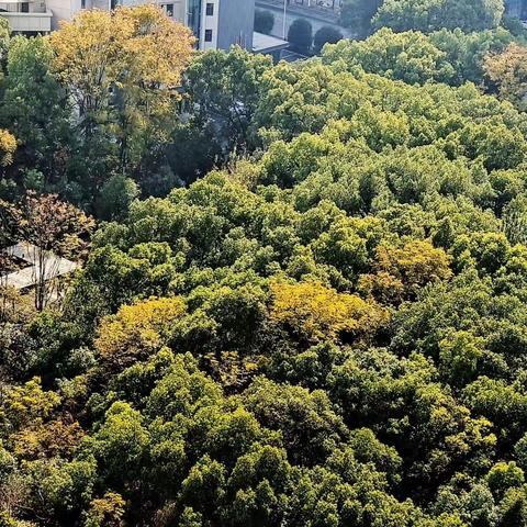 冬日山中早阳光。