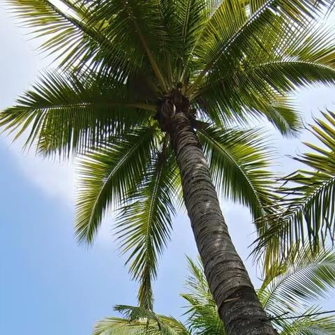 千姿百态的海南椰子与椰树，