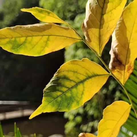 树叶在秋日的阳光照射下，自然环境中，彰显它金黄的颜色，绚丽多彩、流光溢彩、色彩斑斓。