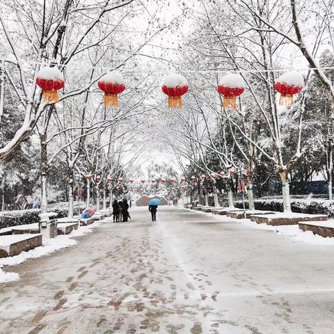 杏花探雪