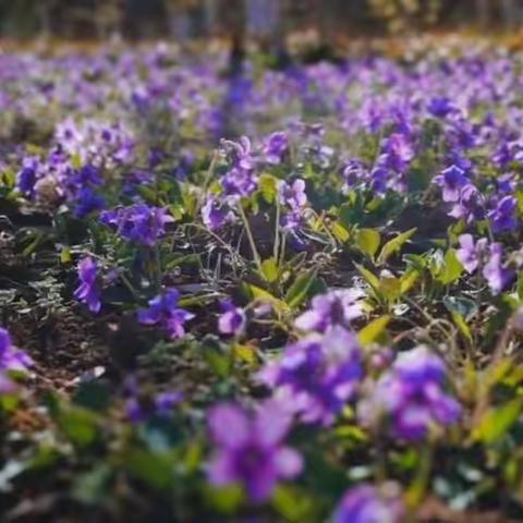 保护环境，让身边多一份绿色。——八公桥镇武家寨小学国旗下演讲