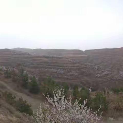 看漫山桃花，静宁——风景这边独好