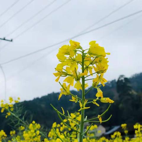 『亚迪幼儿园大七班』      春天的足迹