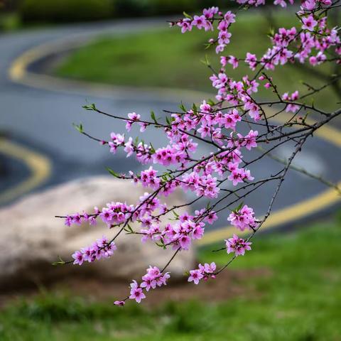 万紫千红醉春风