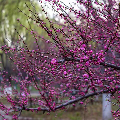 不负韶华 拥抱春光