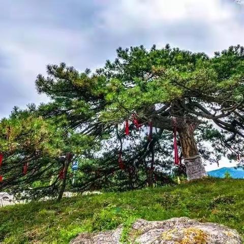 为古树韵老师所拍沁水古树配诗（上）