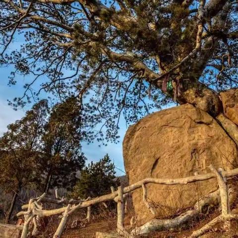 为古树韵老师所拍沁水古树配诗（下）