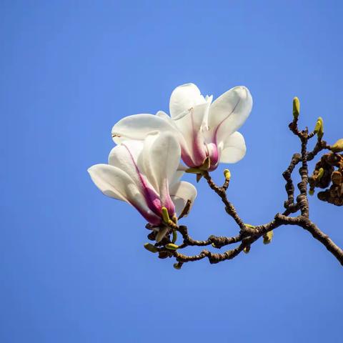 早春料峭赏玉兰