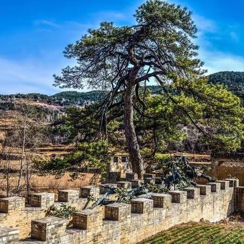 为古树韵老师所拍高平古树配诗（下）