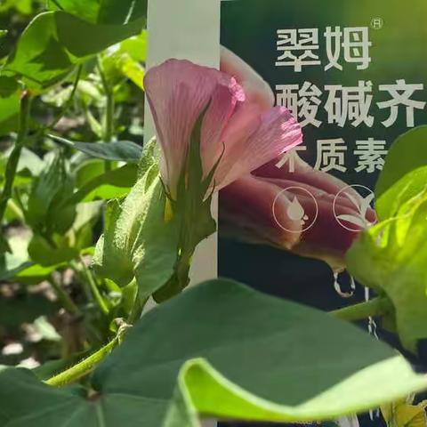 棉花需要补充中微量元素吗