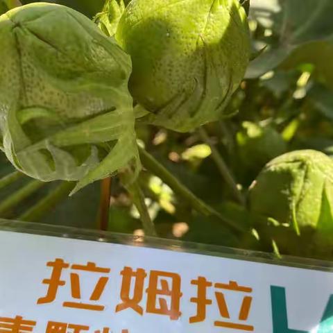 拉姆拉效果认证！用过的都推荐🔥🔥