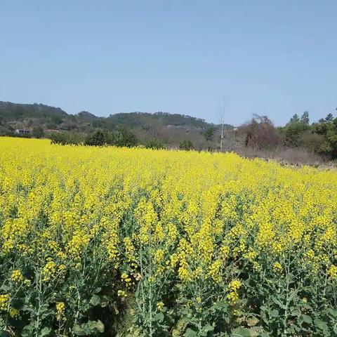 三月，闺蜜相约看花去