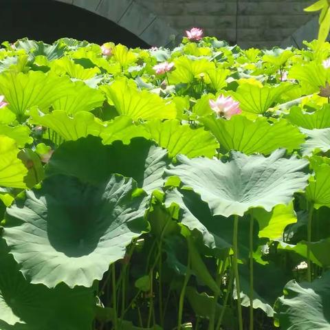 夏日：城垣静幽幽，池莲叶田田