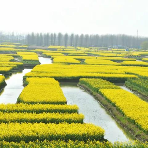 苏北兴化油菜花节