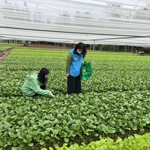 龙塘镇开展踏查铲除非法种植制毒原植物专项行动