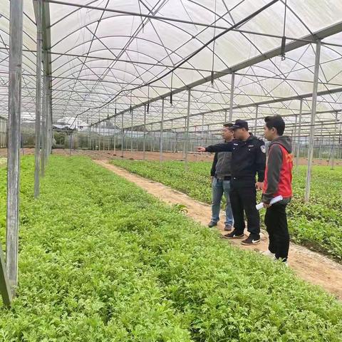 护航自贸港 禁毒在行动——龙塘镇开展踏查铲除非法种植制毒原植物专项行动