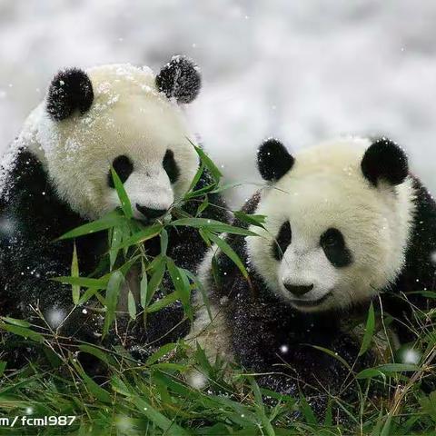 保护野生动物倡议书