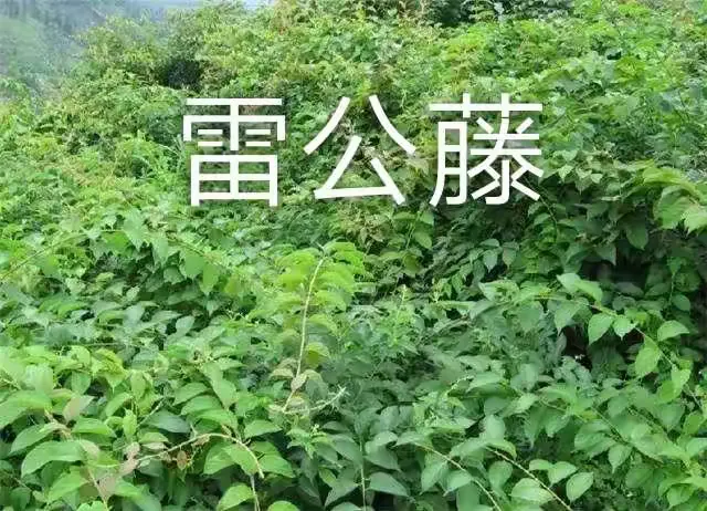 雷公藤