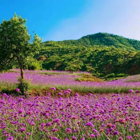 再见龙山——郭建德