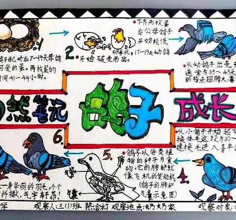 “双减”领航，触碰自然，打开探索之门——乌市第62小学第十九届教科研月活动之科学自然笔记大赛