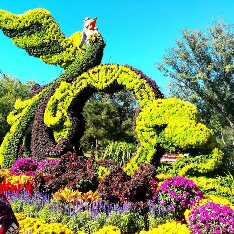 国家植物园菊花展