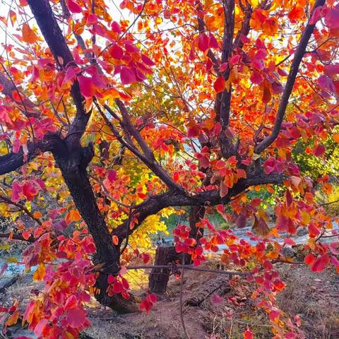 今日霜降登香山赏红叶