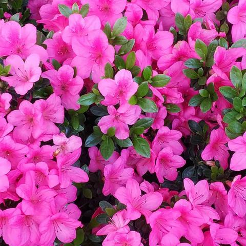 金东方群芳谱（名花篇）