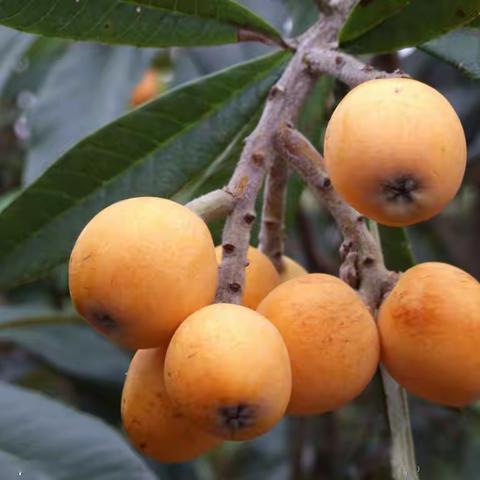 金东方的硕果嘉实  【张小荣手机摄影】