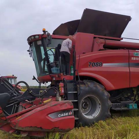 新洋农场一瞥（2020-10-27）