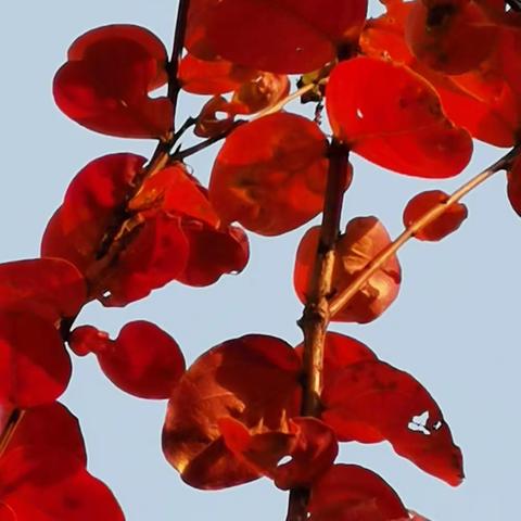 金东方的美丽秋色【张小荣手机摄影】