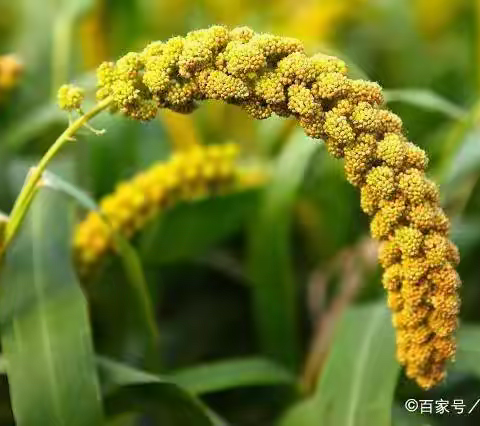 芳华待灼宜先耕，奋楫笃行方致远