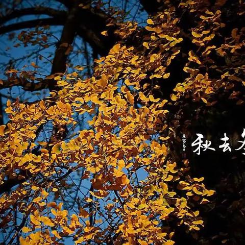 微课显风采，初蕊绽芬芳——博爱学校举办现场微课教学比武大赛（初中语文组专场）