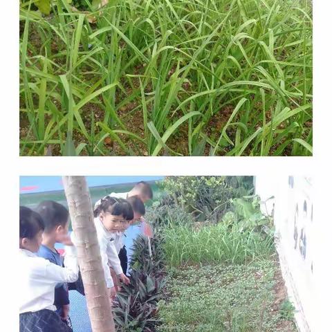 大班科学活动                《蒜的成长记》