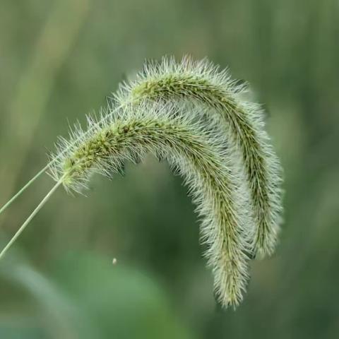 【华为圈征稿】七夕☆狗尾巴草之恋