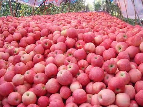 苹果熟了、果农愁了！延长联社开展“红马甲”行动助力果农解决销售难题