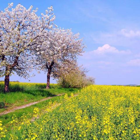 把春天留在相册里，把美好留在回忆里——黄垡小学《找春天》美术作业展