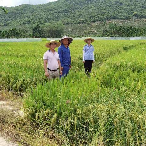 三亚农业技术推广服务中心进行植物检疫工作