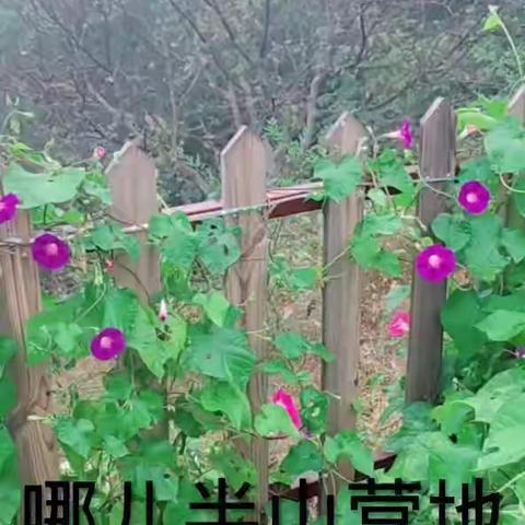 “哪儿”半山营地，惊现神秘艺人现
