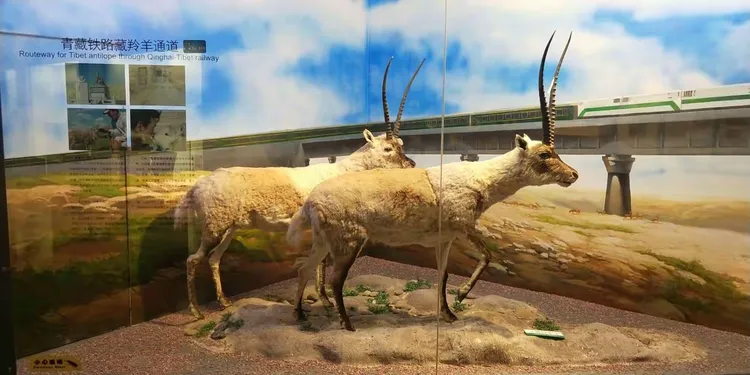 参观动物博物馆