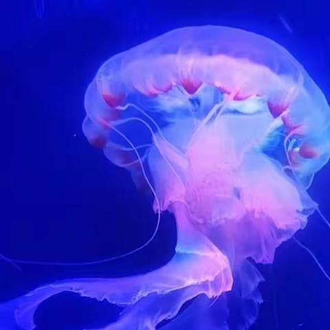 水母