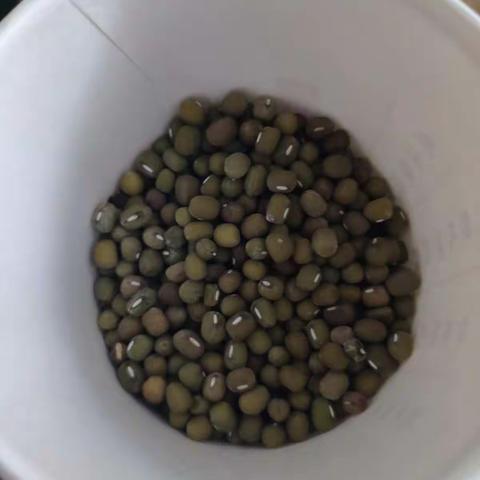 豆芽成长记