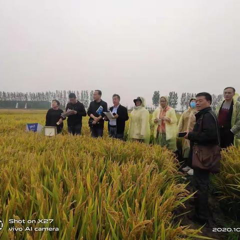 开封市农业农村局种子站组织召开沿黄优质食味粳稻新品种现场观摩会