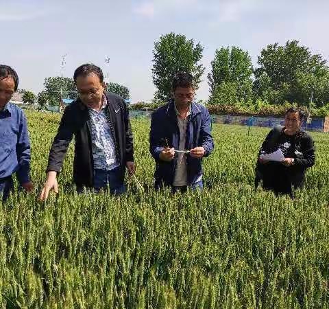 粮安天下，种铸基石           ---市种子站为粮食生产提供科技支撑
