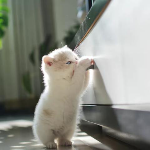 家有新宠（二）