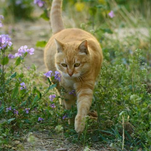 春日·阳光·花儿·猫咪