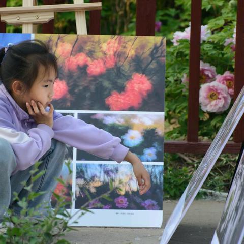 2025，柏乡县汉牡丹园风采