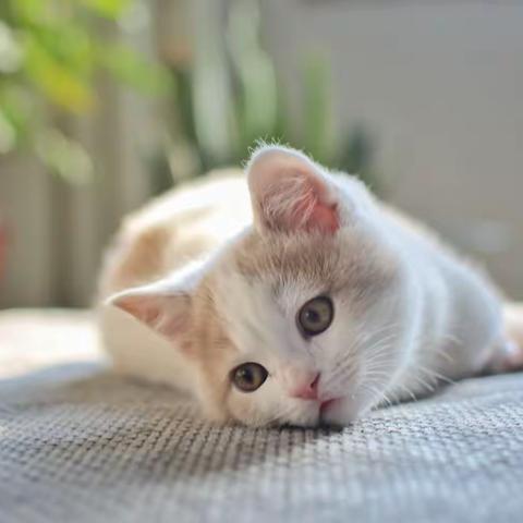 家有新宠（三）