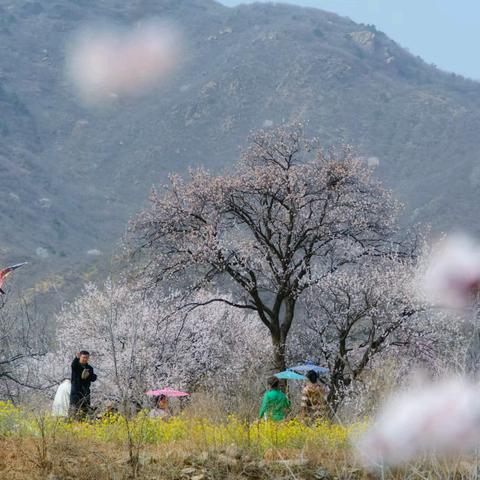 灵秀波浪坡：杏花烟雨醉人间